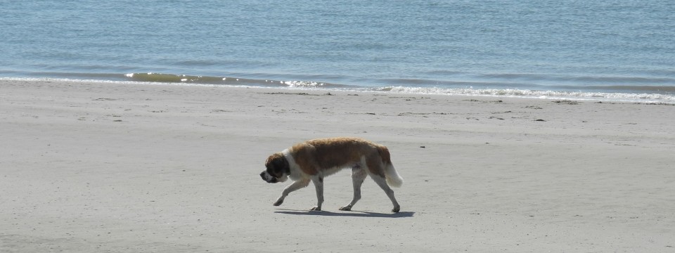 Dänemark Hundeurlaub